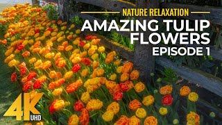 Amazing Tulip Flowers in 4K UHD - NO LOOP Best Shots of Colorful Flower Fields + Nature Sounds - #1