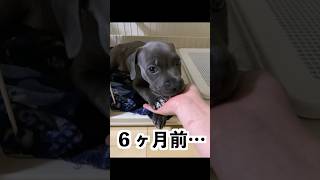 可愛い子犬がこの後… PITBULL PUPPY TO ADULT TRANSFORMATION