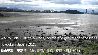 和白干潟　干潮時　鵜の集団と景観　福岡・日本2021Wajiro Tidal Flat at low tide, cormorant group and landscape Fukuoka /2021