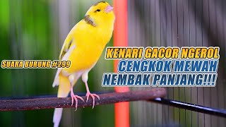 SUARA BURUNG |299| Kenari GACOR PANJANG INI Cocok untuk Masteran KENARI PAUD dan Kenari Macet BUNYI