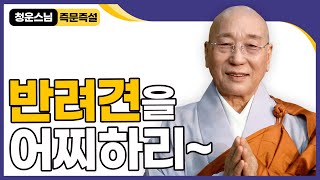 [#즉문즉설] 반려견을 키우면서 좋았다 싫었다 헷갈리는데, 계속 키우는게 맞나요 #반려견을어찌하리 #청운스님