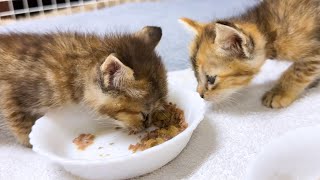 捨て子猫をお家で保護して初めてのご飯をあげたけど1匹が…