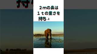 地上最強の動物ゾウとその理由　#shorts #animals