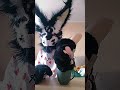 Идея из Лайка Ютуб съел качество ☺️👌 furry фурри кот fursuit warriorcats фуррифендом cat