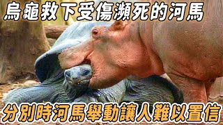 130歲的烏龜救下受傷瀕死的河馬，當它們分別時，河馬做了一個難以置信的舉動