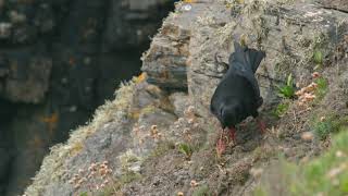 CHOUGH WITH YOUNG