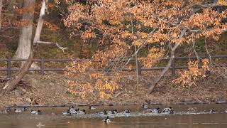 コナラの紅葉とマガモの群れ