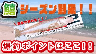 【キス釣り】シロギスのシーズン到来！！釣れるポイントはここ！！