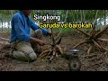 singkong garuda vs barokah umur 6 bulan 16 hari