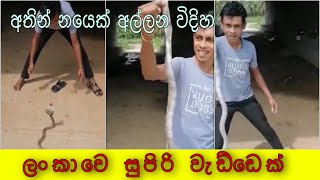 ලංකාවෙ නයි විශාරද කෙනෙක්|අතින් නයෙක් අල්ලන විදිහ|How to catch a cobra by using your hands