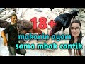 Video 18+ khusus ayam pelung dewasa