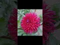 Relax with Vibrant Pink Dahlias | My Avalon Garden  #dahlias #dahliagarden #garden