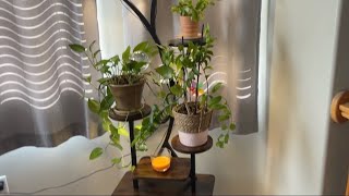 Plant Stand With Grow Lights Review