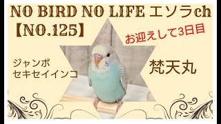 【NO.125】お迎え3日目セキセイインコの梵天丸♪ エソラch☆オカメインコのオズ