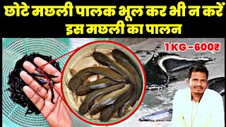 देशी मांगुर फिश फार्मिंग करने की पूरी जानकारी | Deshi Mangur Fish Farming In India | Chhattisgarh