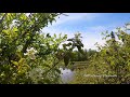 listen to the relaxing rustle of the leaves and unwind to the soothing singing of the birds canada