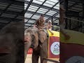 wow..naik gajah besar sekali ‼️ amazing gajah elephant sapi tamansafari taman liburan mainan virals