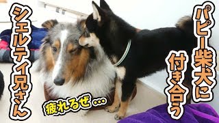 パピー柴犬に付き合うシェルティ兄さん 【ひみつきちなう！②】2019年1月28日