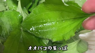 きょうの晩ごはんは・・　　ポピュラーな雑草?野草?　オオバコの葉っぱを食べる