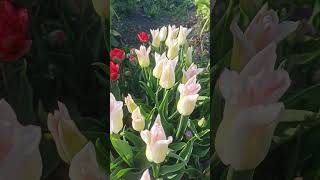 Тюльпан Элегант Леди Elegant Lady #tulip #flowers #garden #spring #nature #plants #дача #сад  #