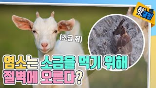 절벽과 나무를 오르는 염소의 비밀 [#핫클립] / YTN 사이언스