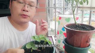 西红柿如何花盆种植的呢？网友：学会这招终于明白是怎么种的了！