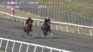 【2021トレーニングセール】レディハニー2019・オデッタ2019