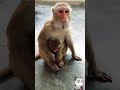 Dudu Piyenge #funny #cute #monkey #comedy #milk #trending #shorts #bubududulover