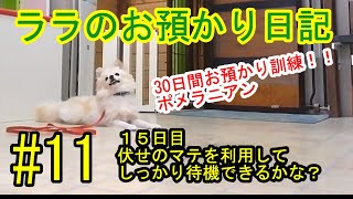 犬のしつけ、訓練ポメラニアン仔犬３０日間お預かり訓練日記＃11