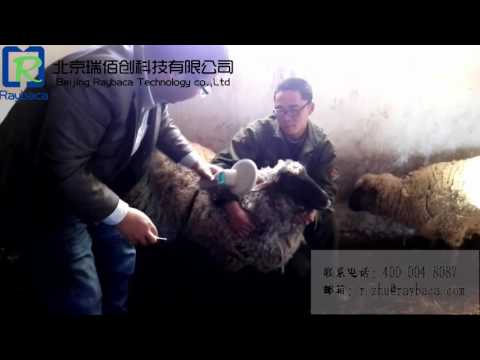 operate microchip tag with syringe for sheep goat operate microchip tag with syringe for sheep goat