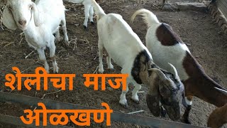 शेळी चा माज कसा ओळखावा / 🐐 goat farming Check heat in goat symptoms