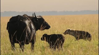 hyenas attacking new born calf protecting by buffalo mother video