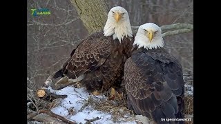 DHEC Dale Hollow Eagles ~ Final Preparations Before The First Egg ~ 1.18.18