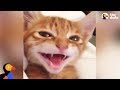 Kitten Singing Lullabies With Mom | The Dodo