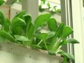 sky greens singapore s first vertical farm plans to boost veggie output with minimum space