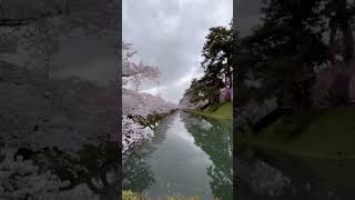 弘前公園桜祭り#北国の桜Hirosaki Park Cherry Blossom Festival#Northern Cherry Blossoms