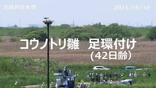 渡良瀬遊水地　コウノトリ雛足環付け（４２日齢）