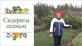 Что делать с сидератами осенью? Фацелия.