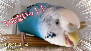 レタスをあげたときのインコたちの反応