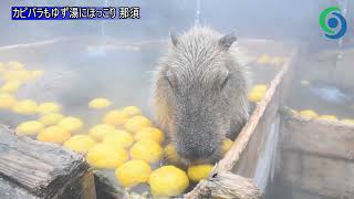 カピバラもゆず湯にほっこり 那須どうぶつ王国