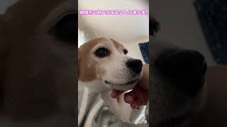 A beagle dog who came to wake up the owner of a morning sleeper.