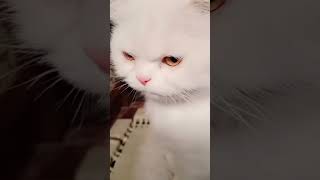 Rahmat Ali Alam | muhammad#dollfacecats#cats#@fatimashahidoffisail#youtubshortsviral#tarindeg#viral