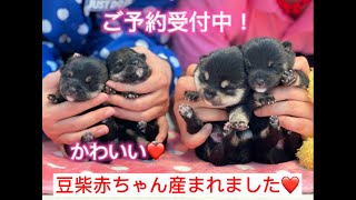 【豆柴】とってもかわいい！黒豆柴の赤ちゃん産まれました！