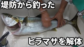 堤防から釣った5キロのヒラマサをしゃぶしゃぶにした！