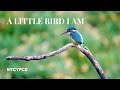 A Little Bird I Am