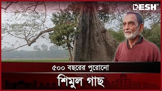 কল্পকাহিনীতে ঘেরা ৫০০ বছরের পুরোনো শিমুল গাছ | Kurigram | Tree | News | Desh TV