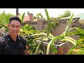 secret dragon fruit care tips from a master dragon fruit grower