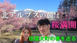 【移住ライフ】北アルプスの麓、信濃大町は桜満開。移住した夫婦が満開の桜を巡る。