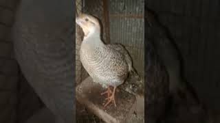 Beautiful Bird | Teetar | Partridge #fancybirds #birdsfarm