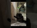 funny cats ep. 40 funny cats fyp shorts viral